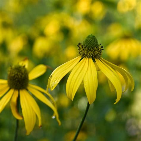 Rudbeckia laciniata (cutleaf coneflower) – Butterfly Effect Farm