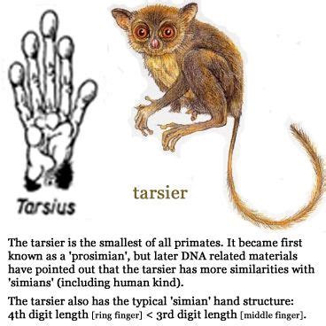 Pin by redacted on Primates: Tarsiers | Primates, Human species, Dna research