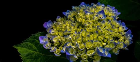 The best hydrangeas for shade - Hydrangea Guide