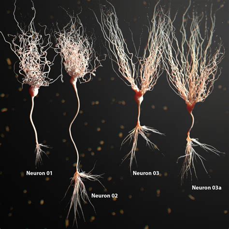 four different types of neurons on a black background with small yellow and brown sprouts