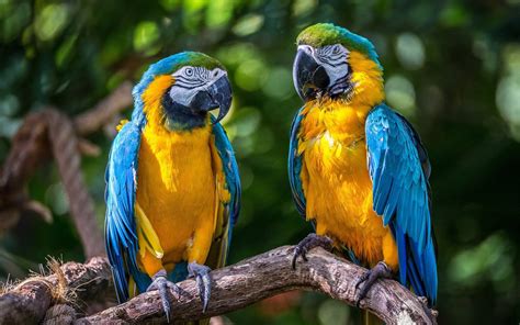 Macaws - Parrots Wallpaper (43412283) - Fanpop