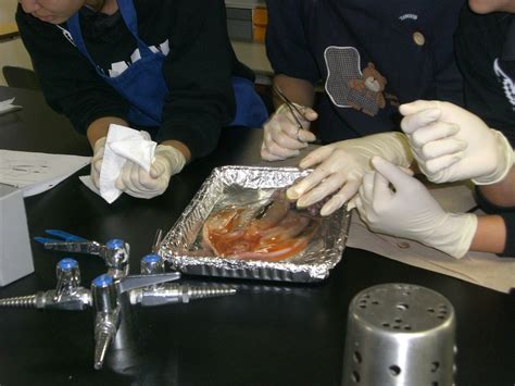 Squid Dissection - mrsrosales-acaciawoodschool