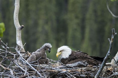 Bald Eagle Nesting Photograph by Mark Newman - Fine Art America