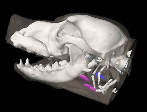 Mandibular Lymph Centre – The Lymphatic System of the Dog