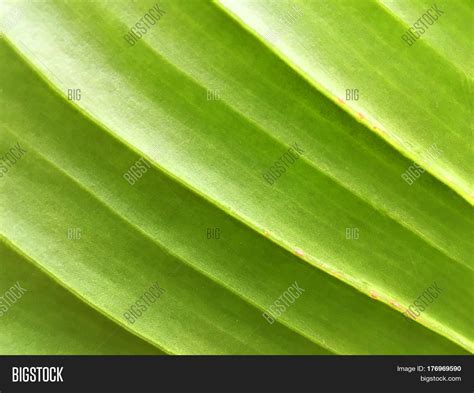 Texture Banana Leaf Image & Photo (Free Trial) | Bigstock