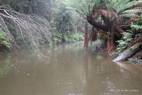 Giant Crayfish habitat stream - The Australian Crayfish Project