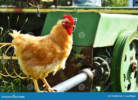 Young Brown Feathered Chicken Stock Photo - Image of feathered, animal: 195306760