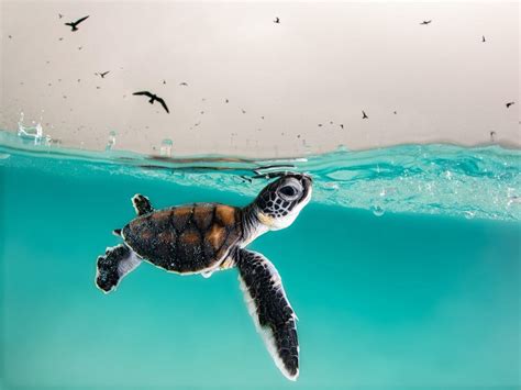 Color Art & Collectibles Photography Sea Turtle Photo Print Underwater ...