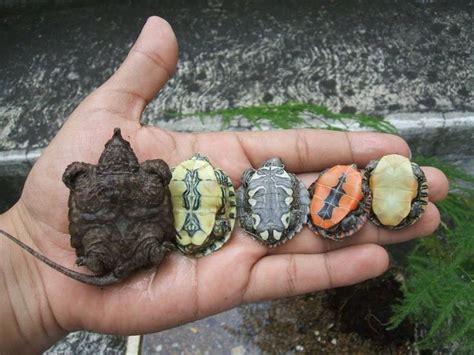 Baby turtle bellies http://ift.tt/2mxwtx3 | Pet turtle, Cute turtles, Cute tortoise