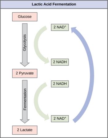 Lactic Acid vs. Alcoholic Fermentation | Process & Examples - Video & Lesson Transcript | Study.com