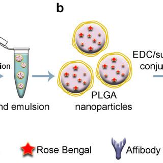 Schematic illustration of PLGA nanoparticle synthesis and chemical... | Download Scientific Diagram