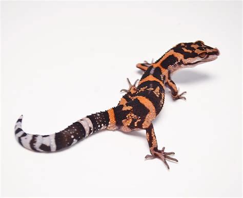 Japanese Cave gecko – V Reptiles