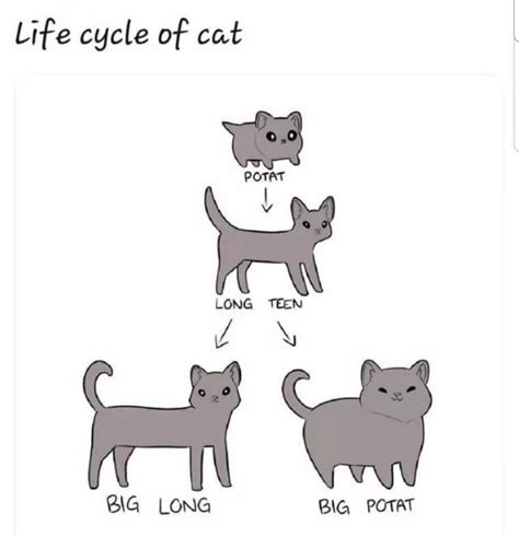 Life cycle of cat