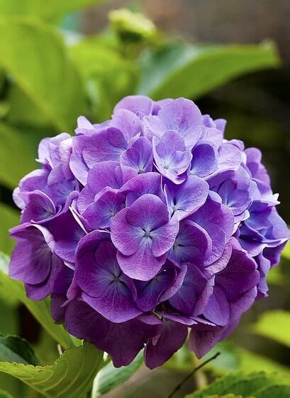 Purple makes it all: Discover beautiful purple plants and flowers for your garden