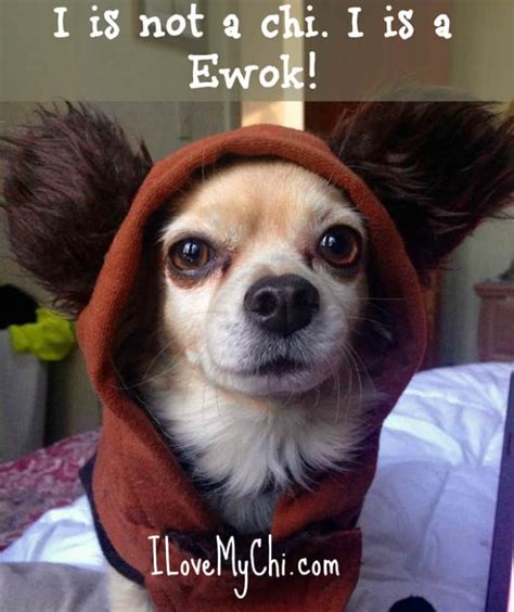 30 Chihuahua Memes that Will Make You Laugh | Chihuahua love, Cute ...