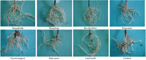 Effects of amending the soil on the symptoms (galled root) of root-knot ...