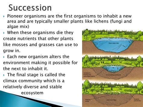 PPT - Aquatic Ecosystems and Succession PowerPoint Presentation, free download - ID:9636402