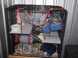 Setting up the cage - Lady Jay's Rattery