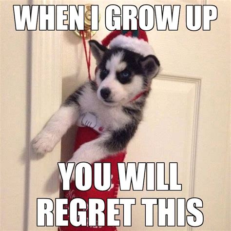 😲 U GOTTA SLEEP SUMTIME HOOMAN 😲 | Dog quotes funny, Husky memes, Funny husky meme