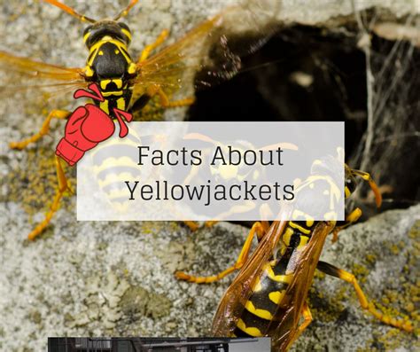 Facts About Yellow Jackets | Knockout Pest Control