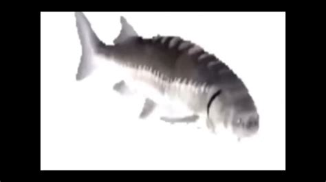 Spinning fish meme 😯 - YouTube