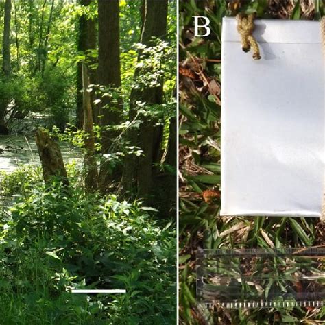 A, Typical swamp habitat for the Albemarle turtle leech. Shown is... | Download Scientific Diagram