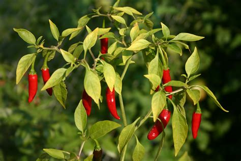 File:Thai peppers.jpg - Wikipedia