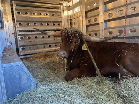 Texas Longhorn who snarled New Jersey train service will spend his remaining days in an animal ...