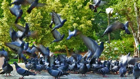 Flock Of Pigeons Flying Off From The Feeding Area In Bangalore, India Stock Footage Video ...