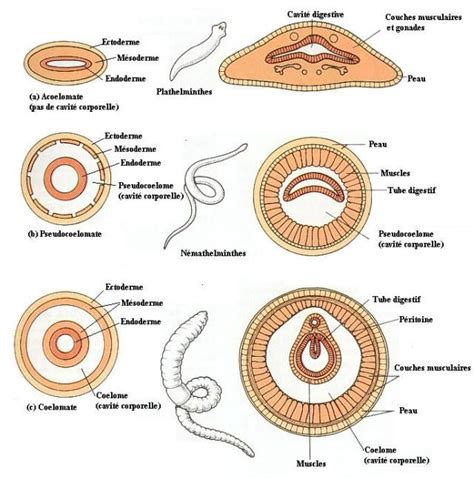 COELOM | Biology notes, Zoology, Biology