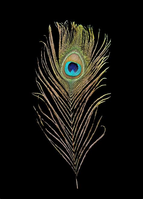 Peacock Feather - Art Lovers Australia