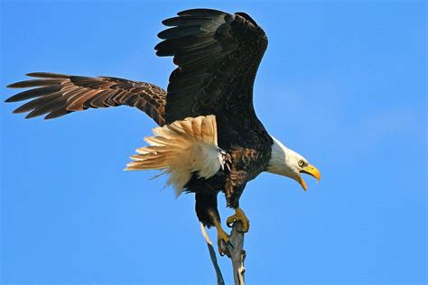 Screaming Eagle Photograph by Ira Runyan | Fine Art America