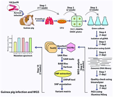 A schematic depicting the execution of the guinea pig infection ...