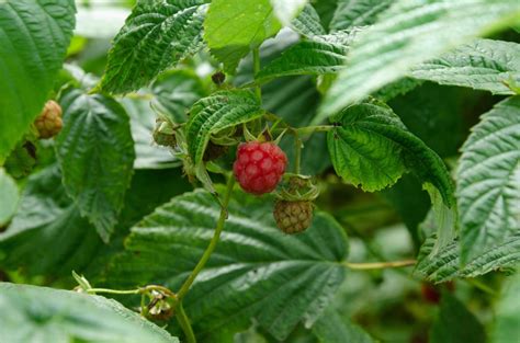 red raspberry on the bush, harvesting, ripe berry 10222722 Stock Photo at Vecteezy