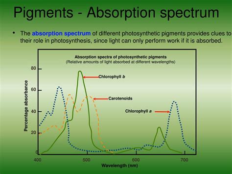 PPT - Photosynthesis PowerPoint Presentation, free download - ID:4134604