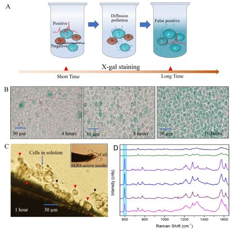 Novel SERS strategy developed for beta-galactosidase activity assay