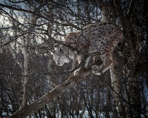 Eurasian Lynx | Zoopedia Wiki | Fandom