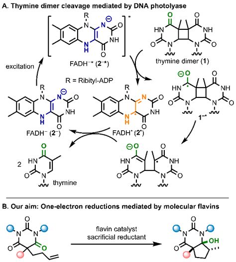 Mechanism of enzymatic thymine dimer 1 cleavage mediated by DNA... | Download Scientific Diagram