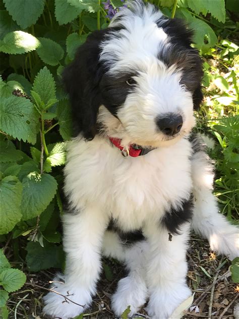 Sheepadoodle Service Dog