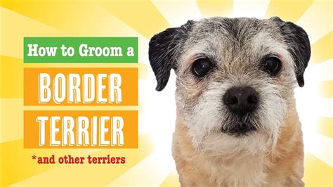 How to Groom a Border Terrier (PET) - YouTube