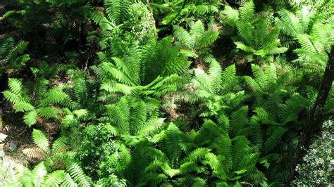 tree ferns, Cyatheales, in an australian rain forest seen from above ...