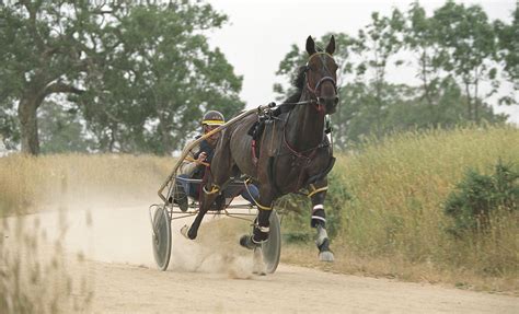 General - Harness Racing Victoria