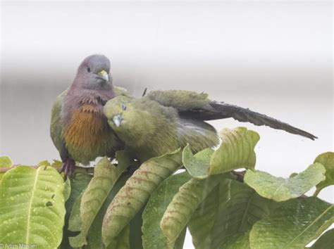 Green Pigeons Cuddle In The Rain At Tanah Merah, Photographer Captures Tender Moment