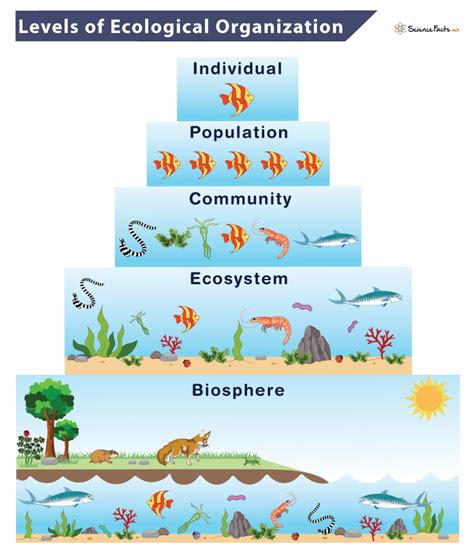 Levels of Ecological Organization