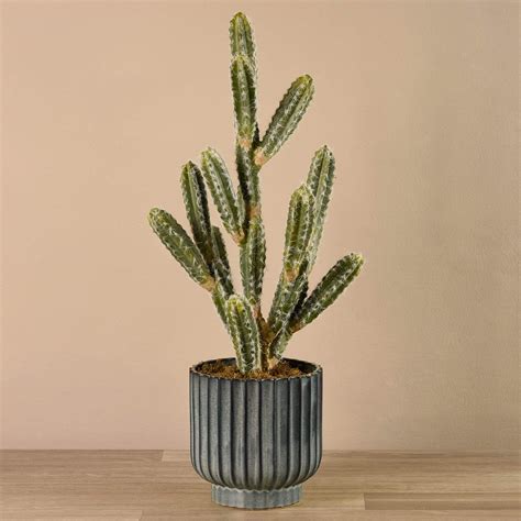 Potted Cactus | Bloomr