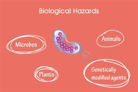 Which Food Safety Practice Will Help Prevent Biological Hazards ...