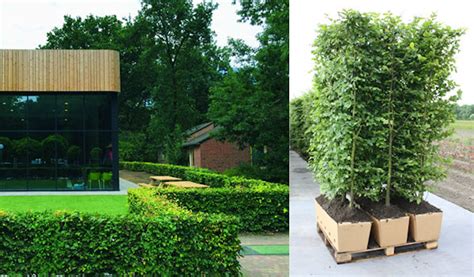 Instant Hedges Reach America - Laidback Gardener