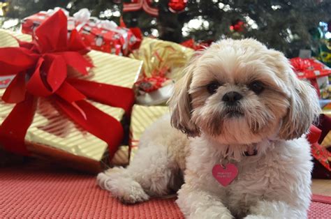 Shih Tzu Christmas Wallpaper - WallpaperSafari