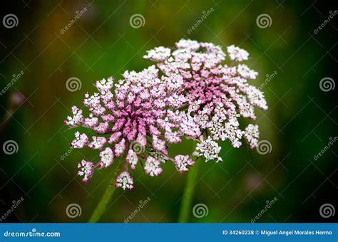 Wild carrot stock photo. Image of nature, carrot, plantas - 34260238