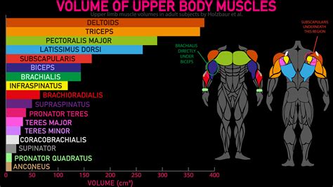 Largest Muscles In The World